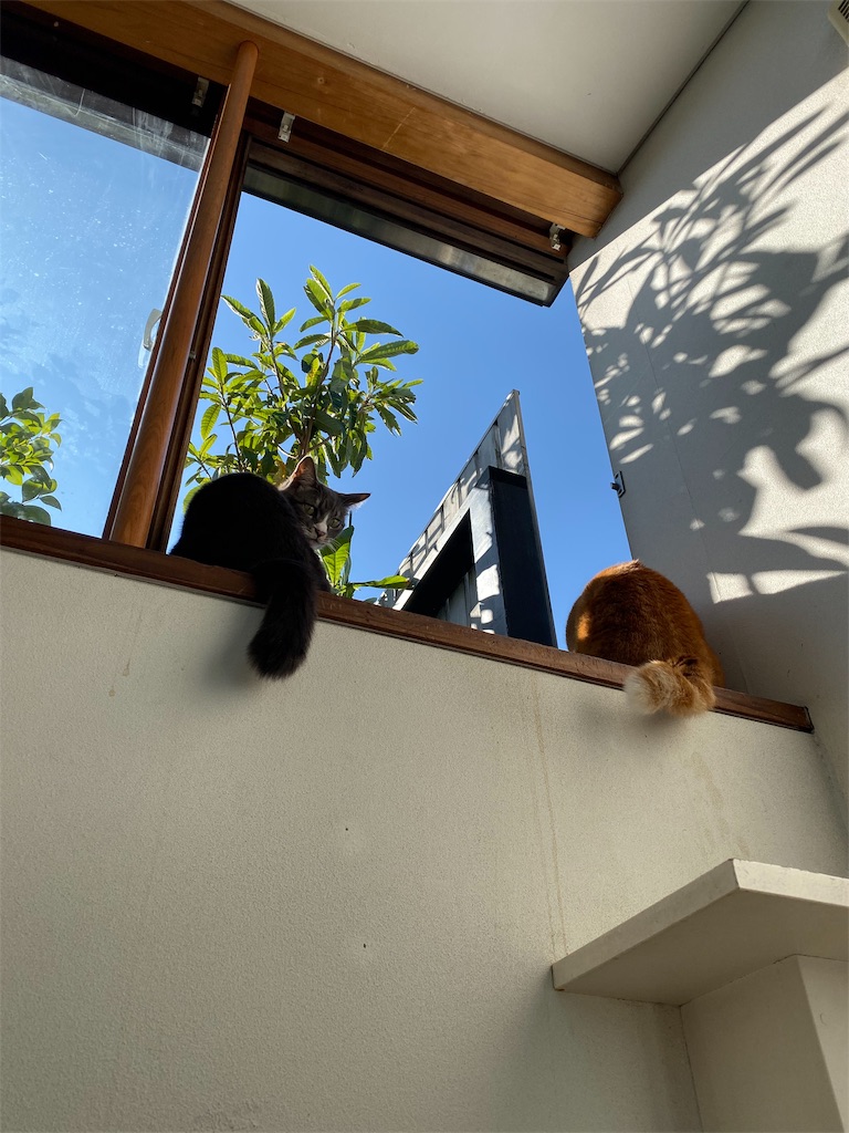 f:id:ookusasann:20191116094842j:image