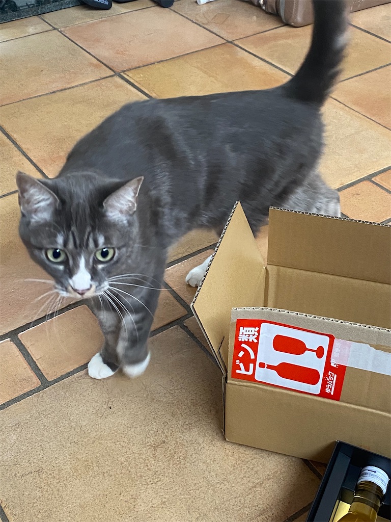 f:id:ookusasann:20220308125444j:image