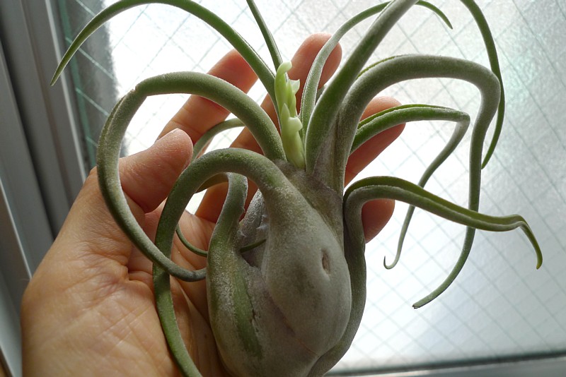 f:id:oolongchai1211:20180817215325j:plain f:id:oolongchai1211:20180817215325j:plain