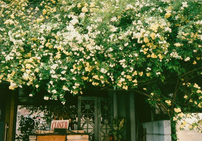 f:id:oolongchai1211:20190717205854j:plain f:id:oolongchai1211:20190717205854j:plain