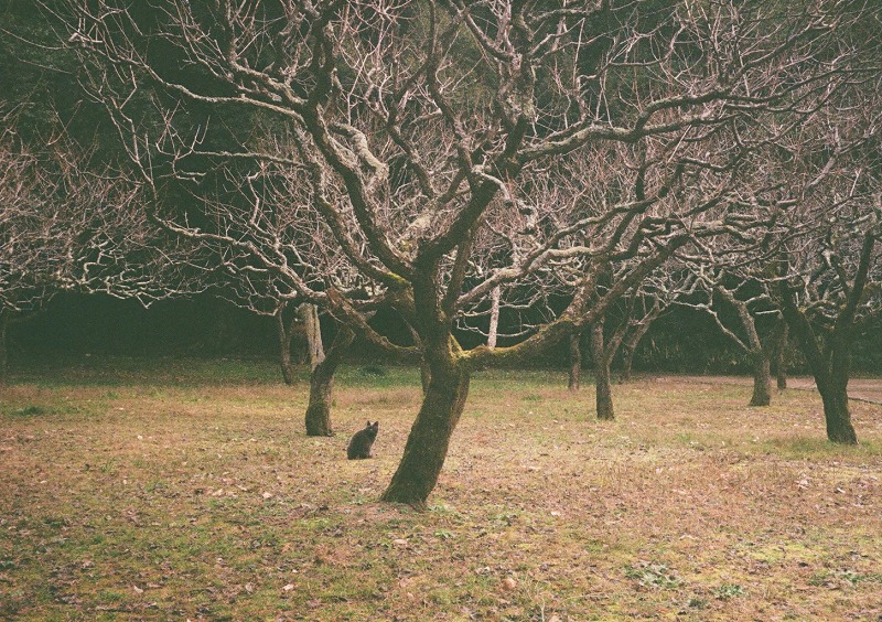 f:id:oolongchai1211:20220113232932j:plain