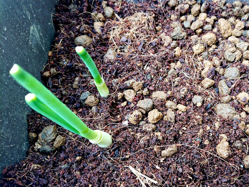 ネギの新芽の様子