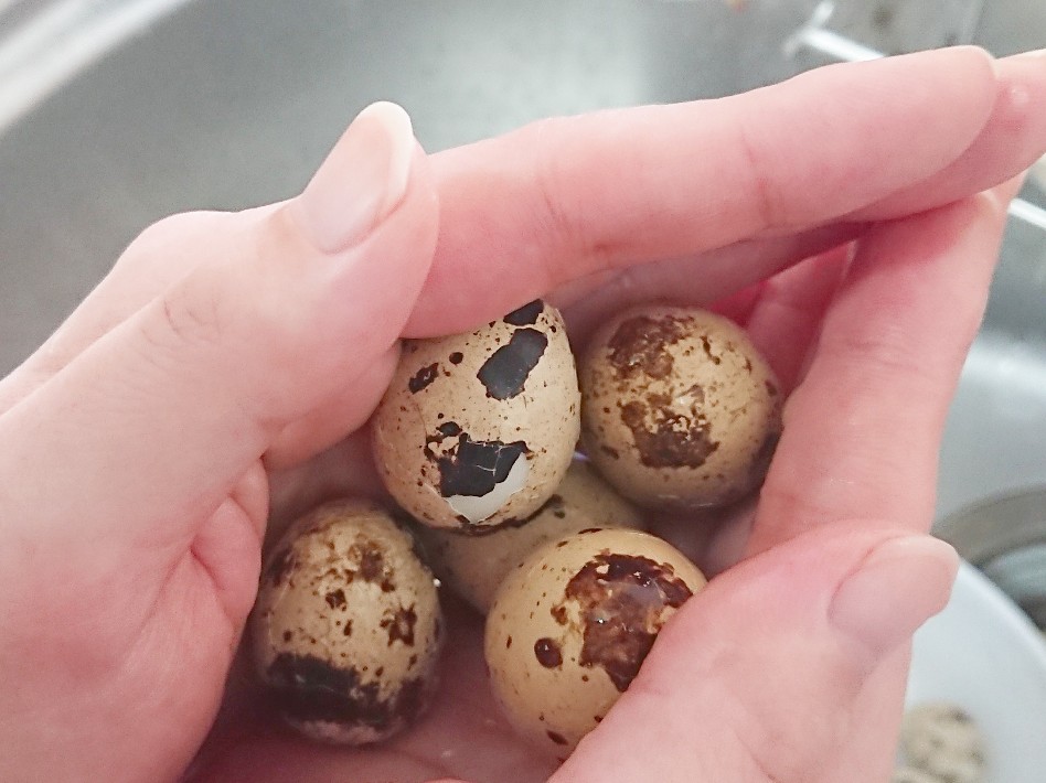 f:id:oomametomame:20200126225706j:plain うずらの卵を両手で持っている