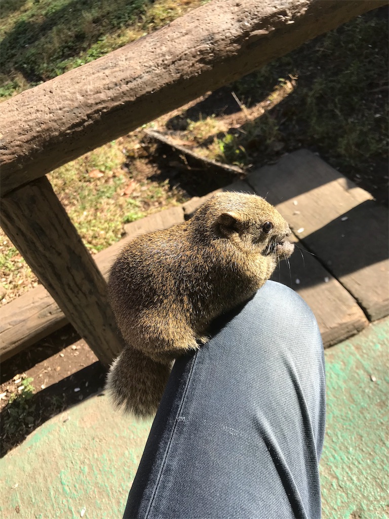 f:id:oomori662:20191116174104j:image f:id:oomori662:20191116174104j:image