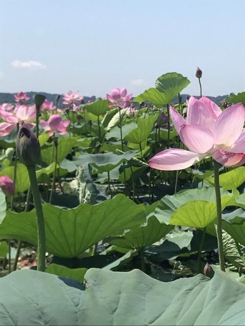 f:id:oomorigijyou:20210907070230j:image