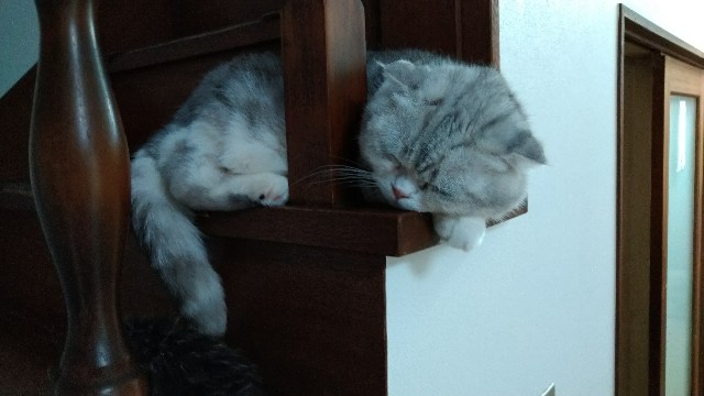 f:id:oomorigijyou:20220502182940j:image