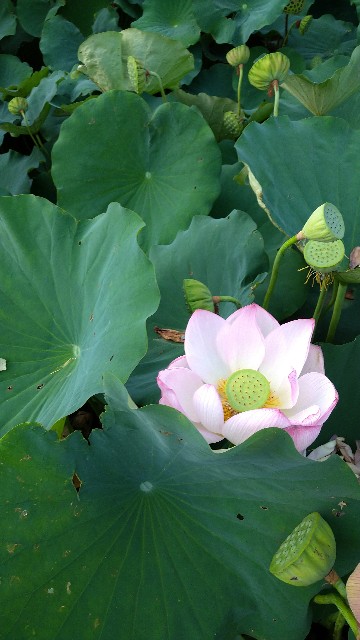 f:id:oomorigijyou:20220729220051j:image f:id:oomorigijyou:20220729220051j:image