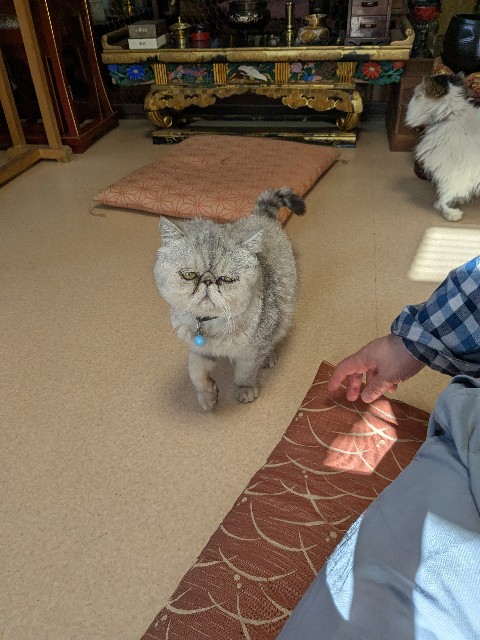 f:id:oomorigijyou:20250221174043j:image