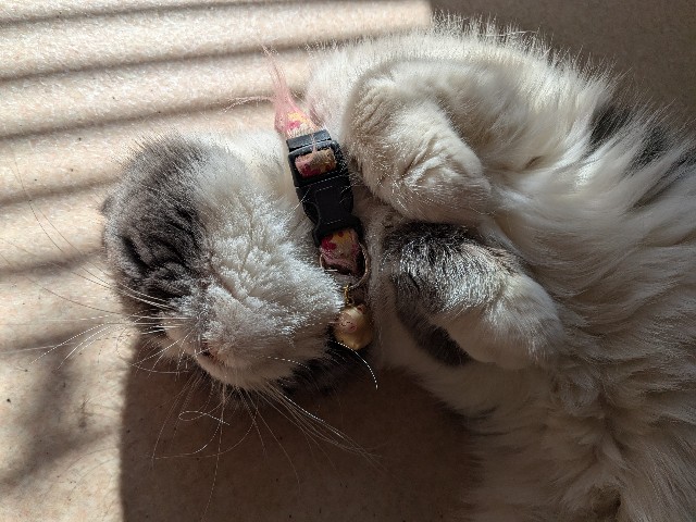 f:id:oomorigijyou:20250221174045j:image