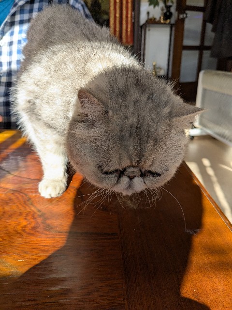 f:id:oomorigijyou:20250221174047j:image