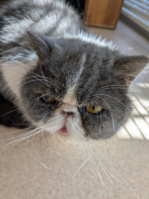 f:id:oomorigijyou:20250221174049j:image