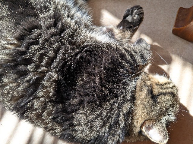 f:id:oomorigijyou:20250221174050j:image