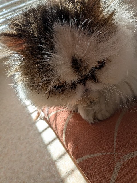 f:id:oomorigijyou:20250221174051j:image