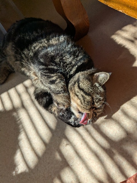 f:id:oomorigijyou:20250221174052j:image