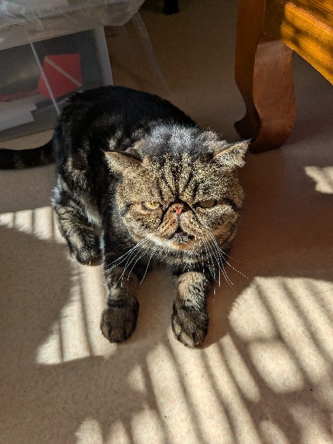 f:id:oomorigijyou:20250221174054j:image