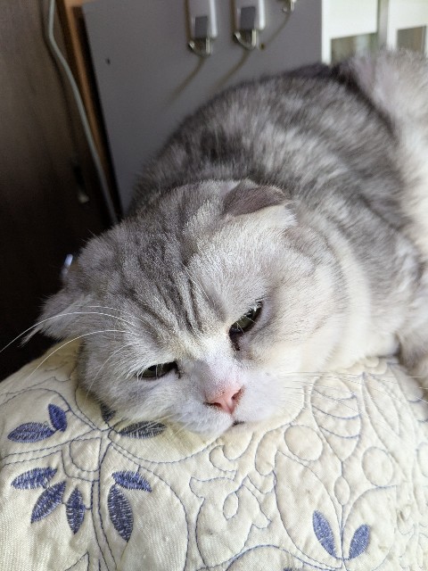 f:id:oomorigijyou:20250221174425j:image