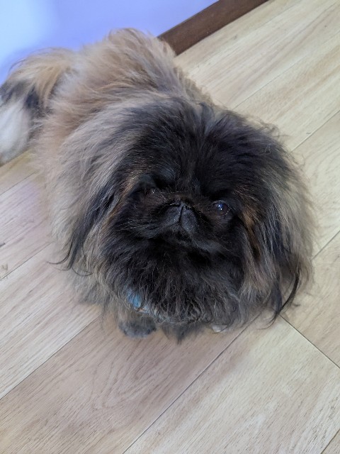 f:id:oomorigijyou:20250221174436j:image