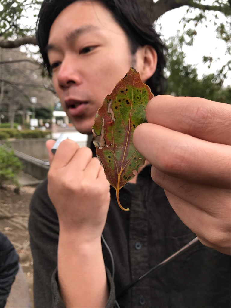 平和の森公園で食べられる野草探し Oomoriwestのブログ