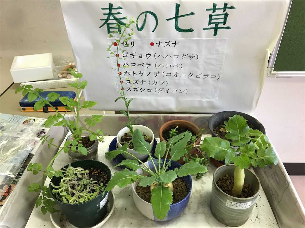 平和の森公園で食べられる野草探し Oomoriwestのブログ