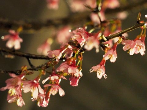 f:id:oomoroitakugoro:20170421010219j:plain f:id:oomoroitakugoro:20170421010219j:plain