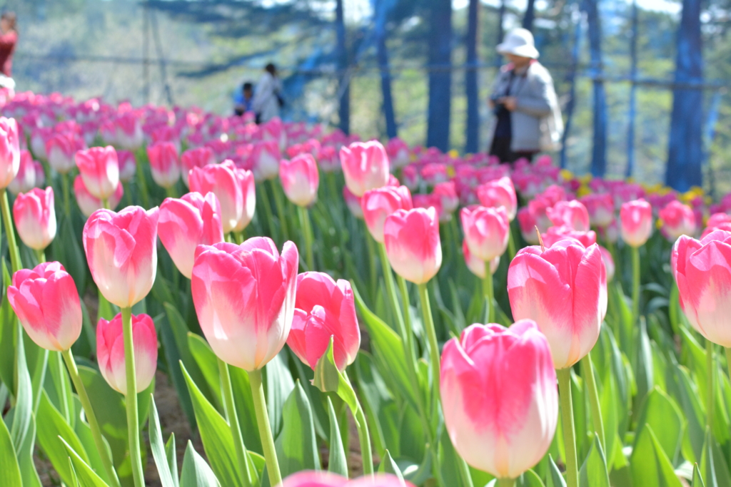 f:id:oooooomura:20170507203505j:plain f:id:oooooomura:20170507203505j:plain