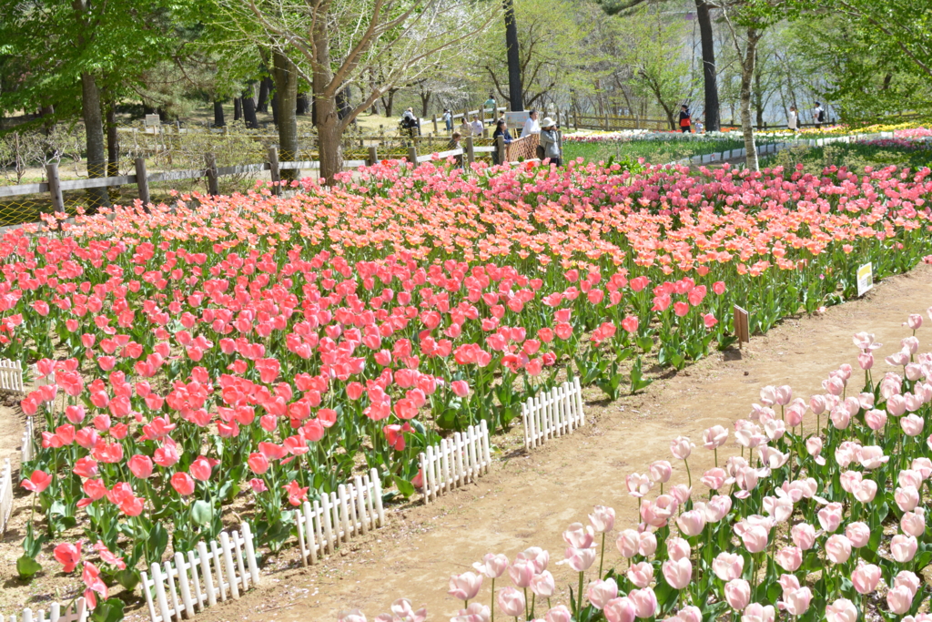 f:id:oooooomura:20170507212711j:plain f:id:oooooomura:20170507212711j:plain