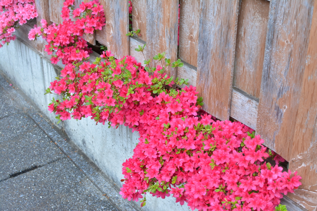f:id:oooooomura:20170514184053j:plain f:id:oooooomura:20170514184053j:plain
