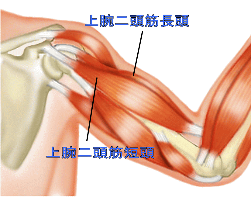 上腕二頭筋