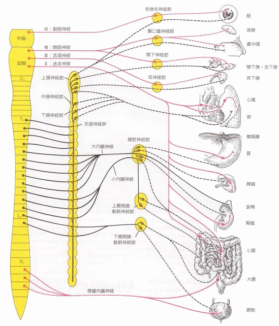 自律神経の分布