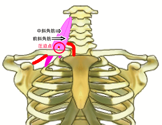 斜角筋