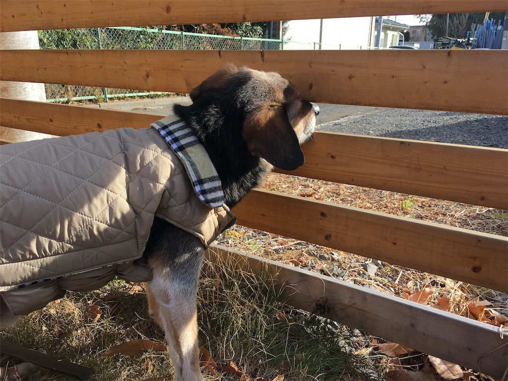 うちの子日記 くろさんがしっぽを振った ワンちゃんトリミング おぱちょ 気ままな日常