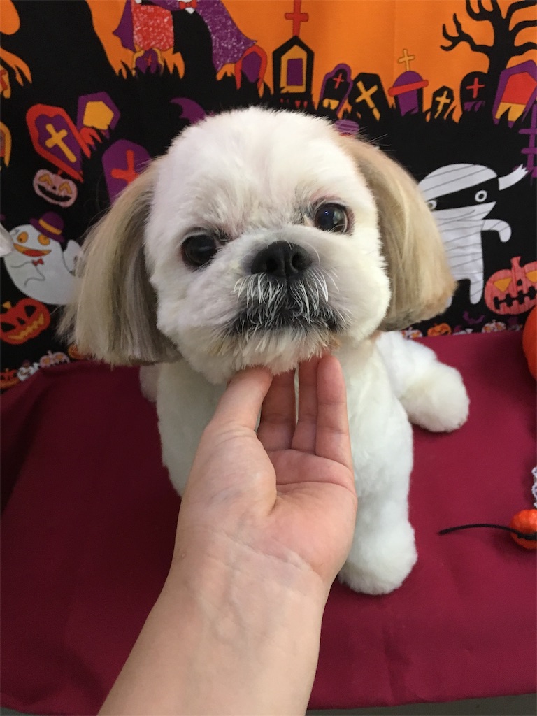 f:id:opachosalon:20191007230304j:image f:id:opachosalon:20191007230304j:image