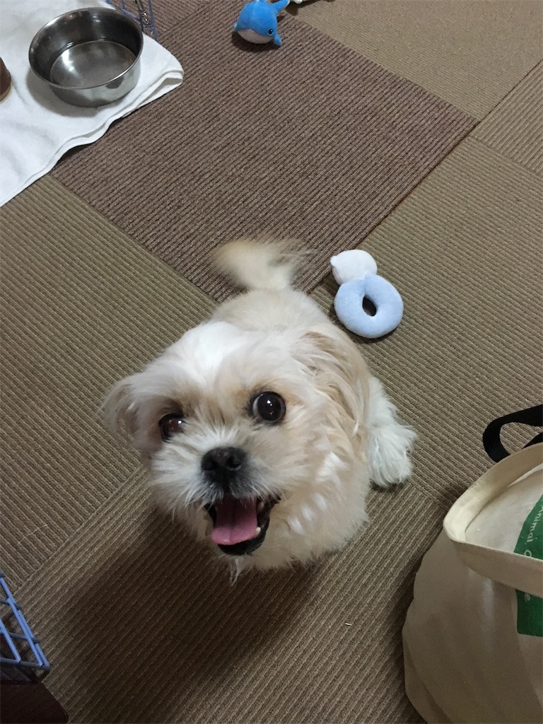 f:id:opachosalon:20191007230308j:image f:id:opachosalon:20191007230308j:image