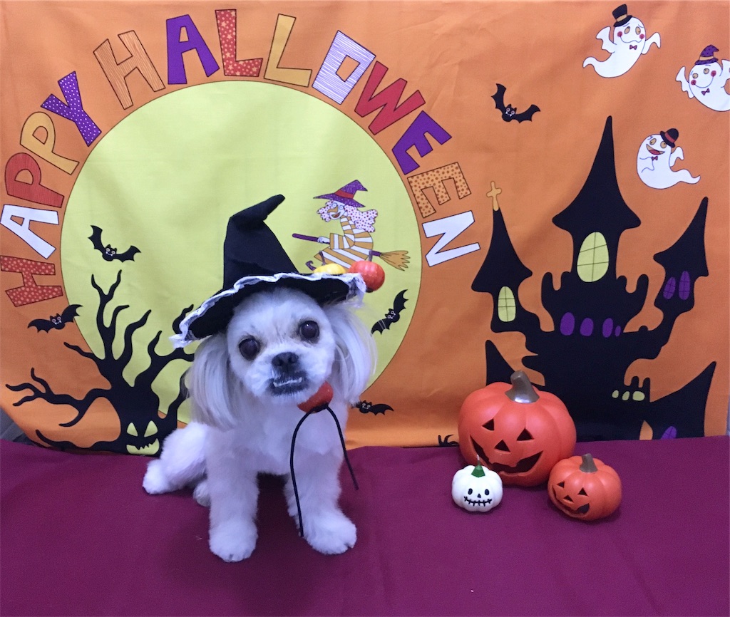 f:id:opachosalon:20191007230311j:image f:id:opachosalon:20191007230311j:image