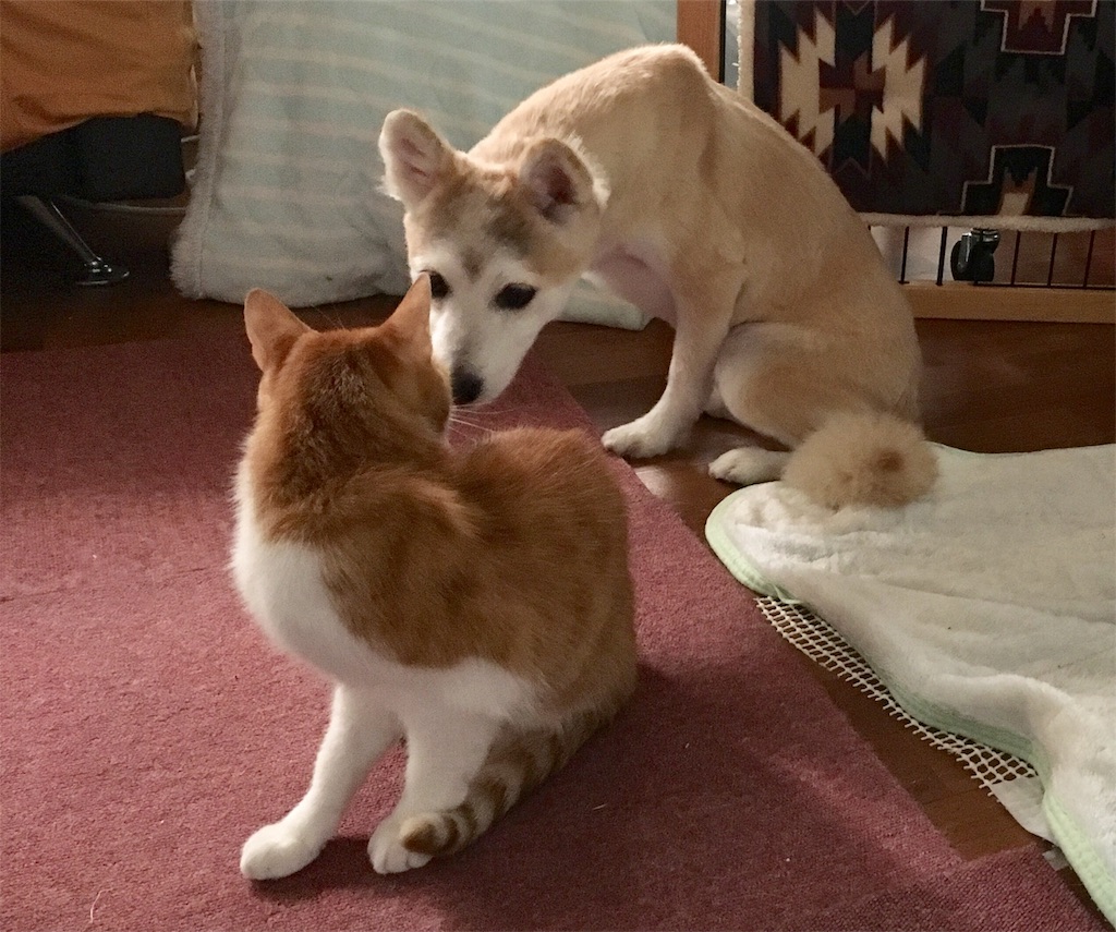 f:id:opachosalon:20191007232550j:image f:id:opachosalon:20191007232550j:image