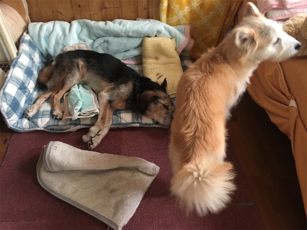 f:id:opachosalon:20191007232553j:image f:id:opachosalon:20191007232553j:image