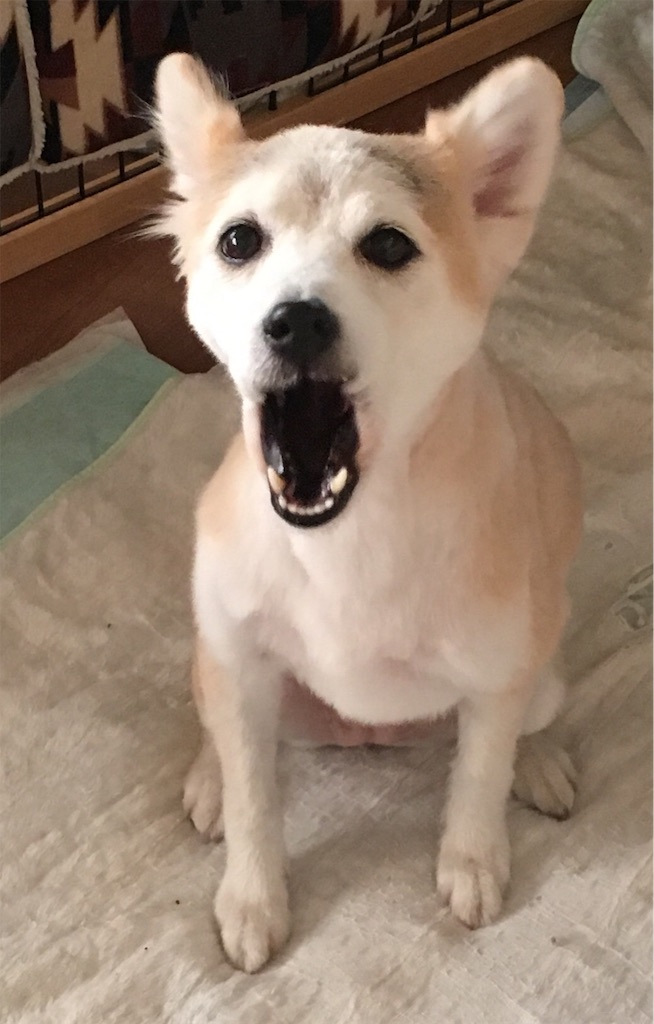 f:id:opachosalon:20191007232556j:image f:id:opachosalon:20191007232556j:image