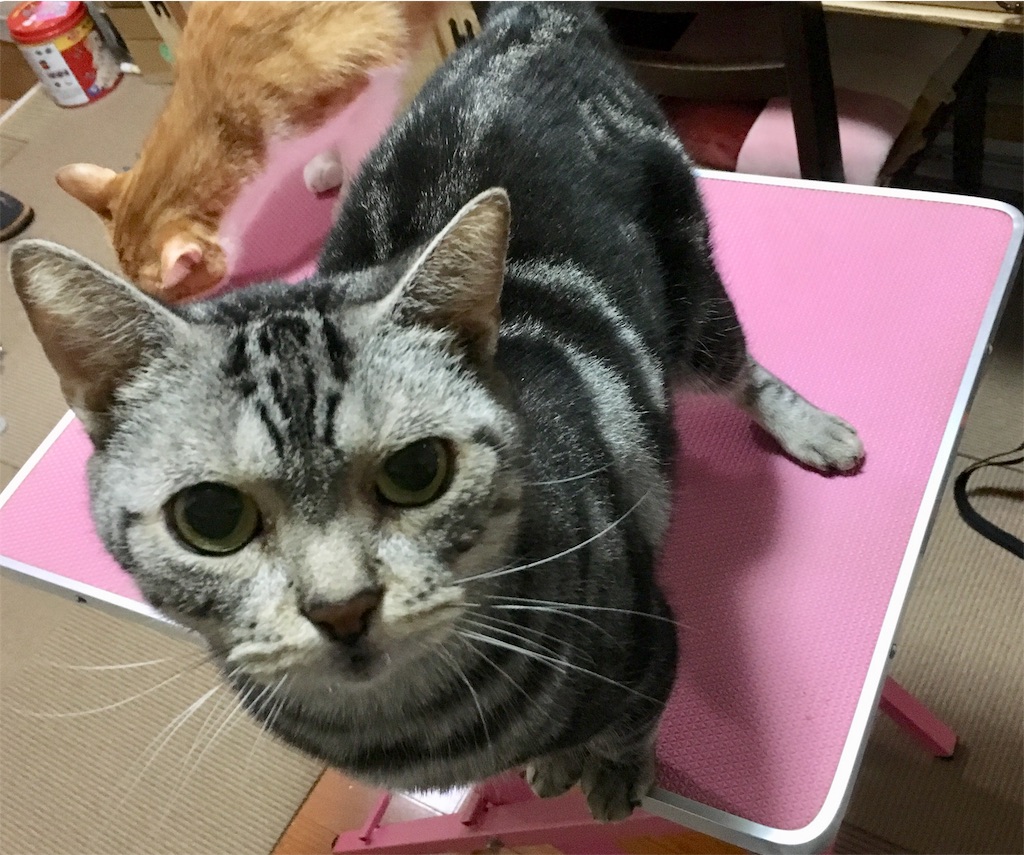 f:id:opachosalon:20191008011306j:image f:id:opachosalon:20191008011306j:image