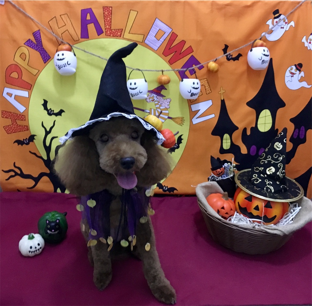 f:id:opachosalon:20191014133842j:image f:id:opachosalon:20191014133842j:image