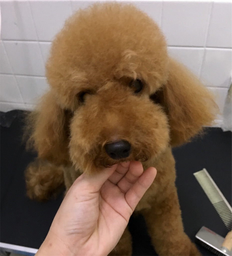 f:id:opachosalon:20191014133848j:image f:id:opachosalon:20191014133848j:image