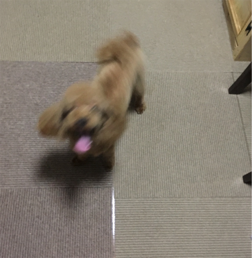 f:id:opachosalon:20191014133858j:image f:id:opachosalon:20191014133858j:image