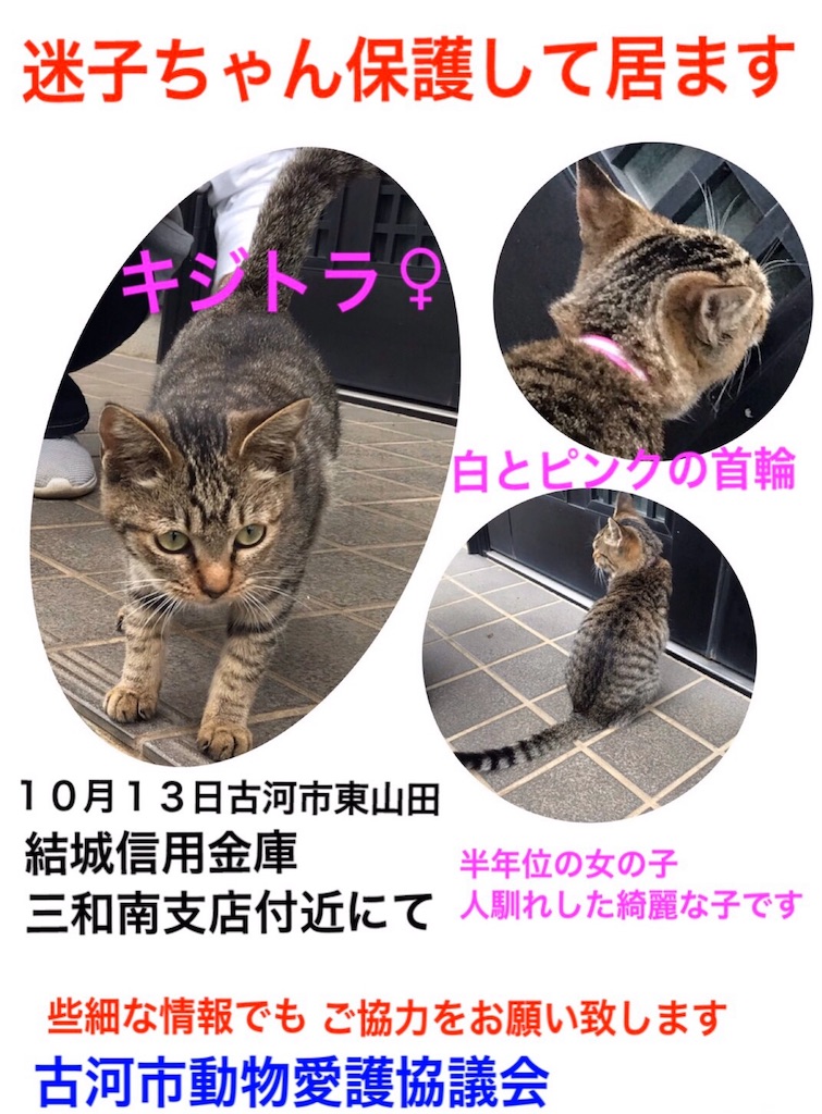 迷子猫ちゃんのお知らせ - ワンちゃんトリミング おぱちょ 気ままな日常
