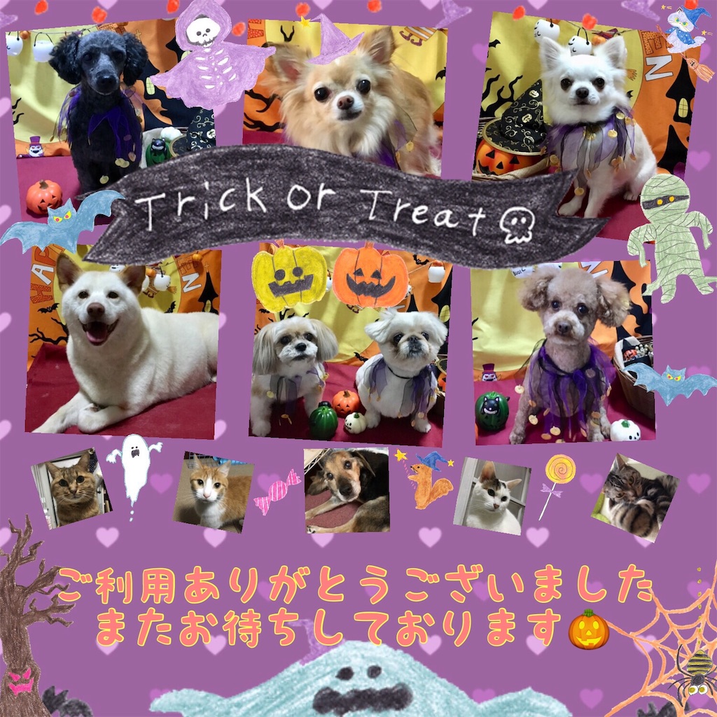f:id:opachosalon:20191109001104j:image f:id:opachosalon:20191109001104j:image