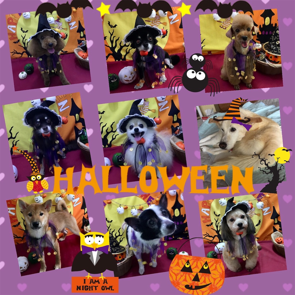 f:id:opachosalon:20191109001108j:image f:id:opachosalon:20191109001108j:image