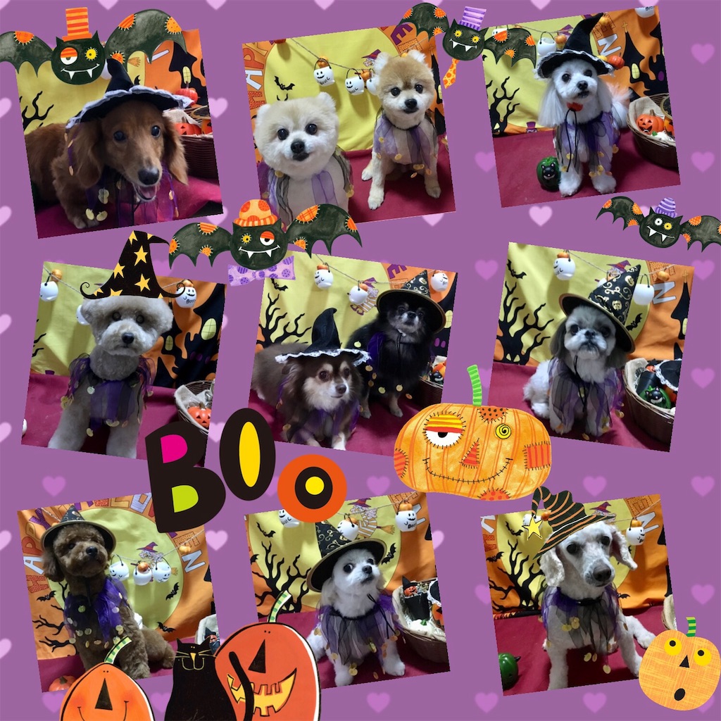 f:id:opachosalon:20191109001112j:image f:id:opachosalon:20191109001112j:image