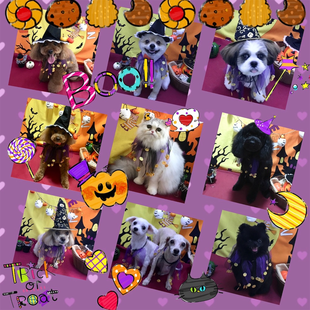 f:id:opachosalon:20191109001115j:image f:id:opachosalon:20191109001115j:image