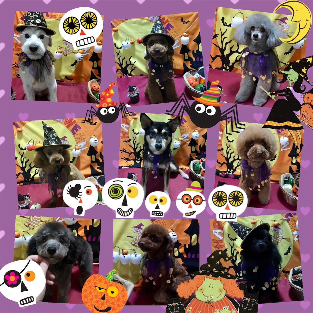 f:id:opachosalon:20191109001123j:image f:id:opachosalon:20191109001123j:image