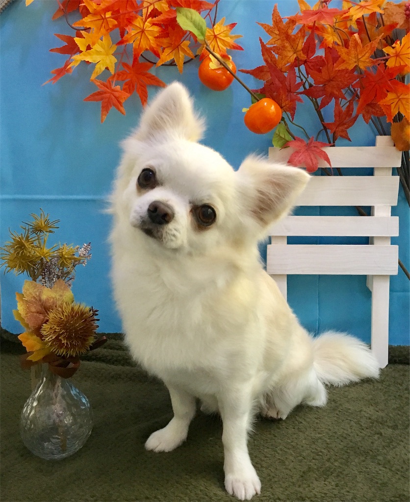 f:id:opachosalon:20191129202503j:image