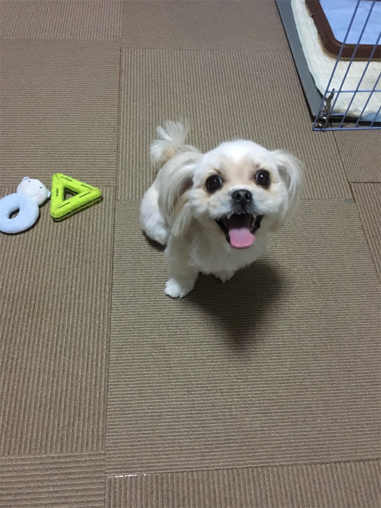 f:id:opachosalon:20191203115559j:image f:id:opachosalon:20191203115559j:image