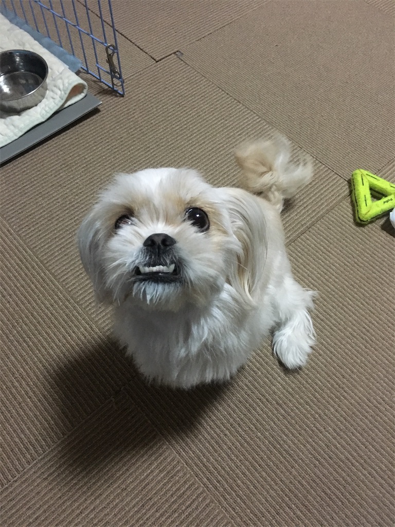 f:id:opachosalon:20191203115604j:image f:id:opachosalon:20191203115604j:image